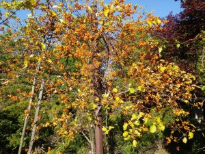 10/23　ツルウメモドキ